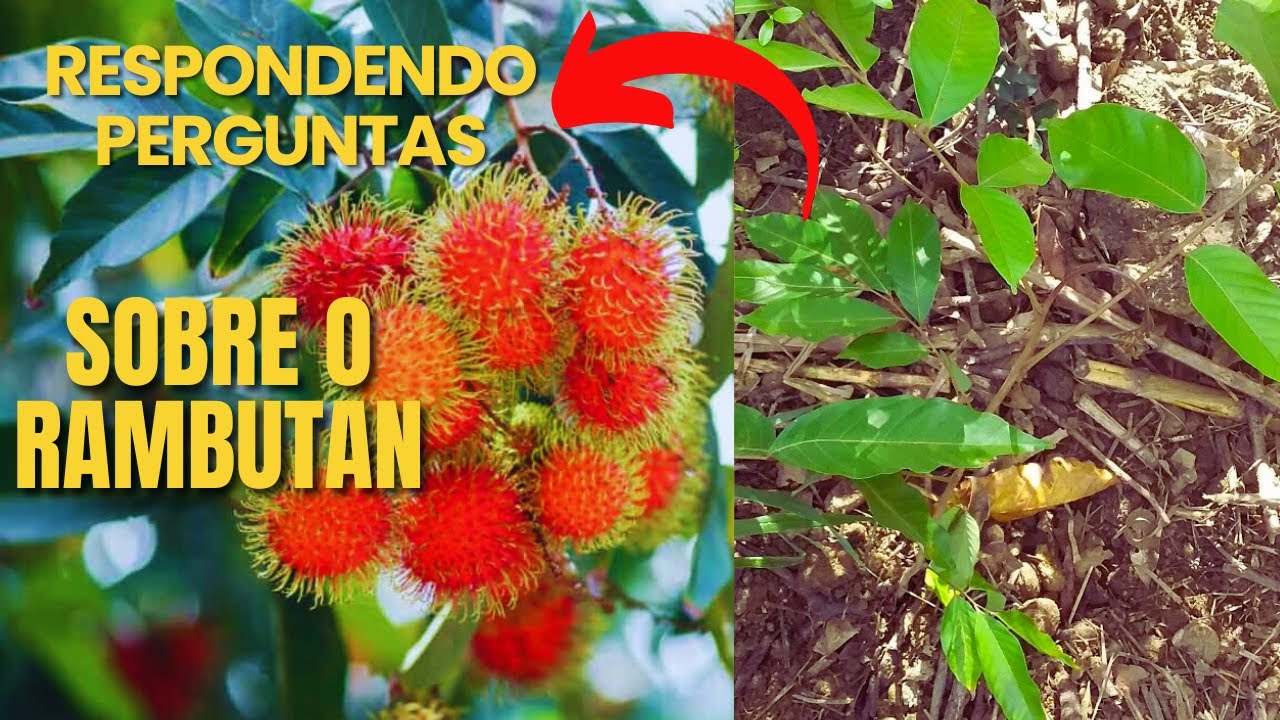 Rambutam...quanto tempo para produzir? Quais as formas de plantio? Saiba mais sobre o rambutan.