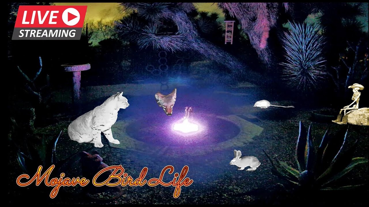 🔴 LIVE 🌵Mojave Desert Night Watering Hole:🌜⛲Coyotes, Bobcats, Kangaroo Rats & More! ✨Ad Free✨