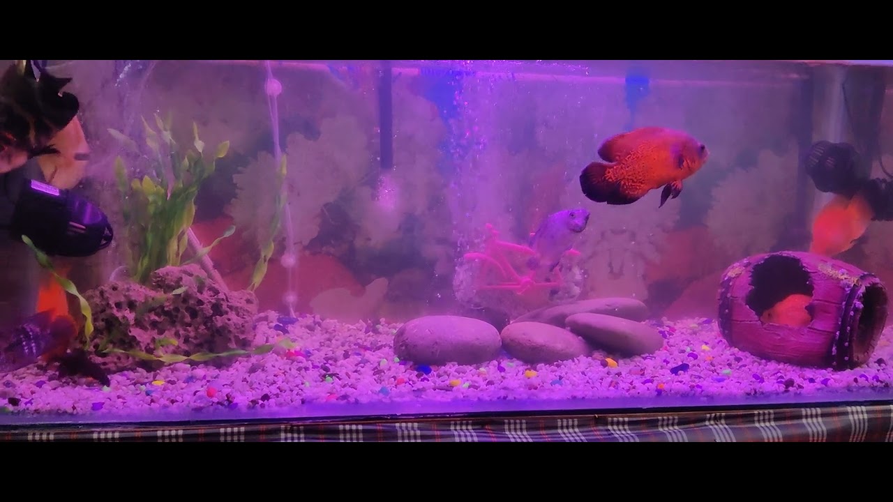 rapid growing Oscar fish, green terror, sick Texas green & blood red parrot fish / short body parrot