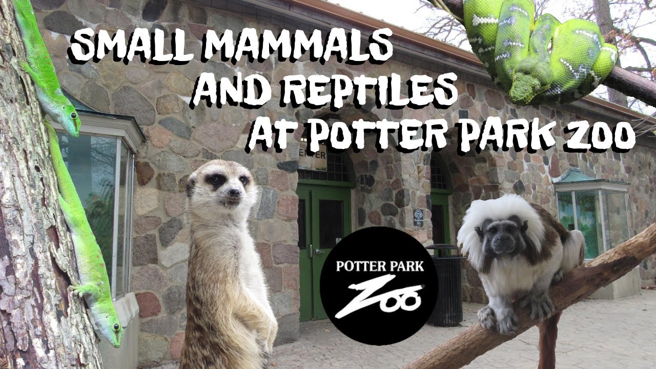 Small Mammals and Reptiles at Potter Park Zoo | Exhibit Tours Ep. 1