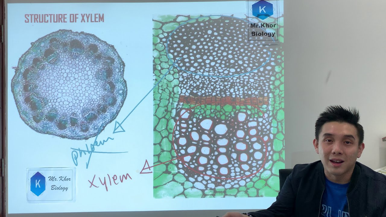 SPM Biology Form 5 Chapter 4: Transport in Plants (Xylem & Phloem)