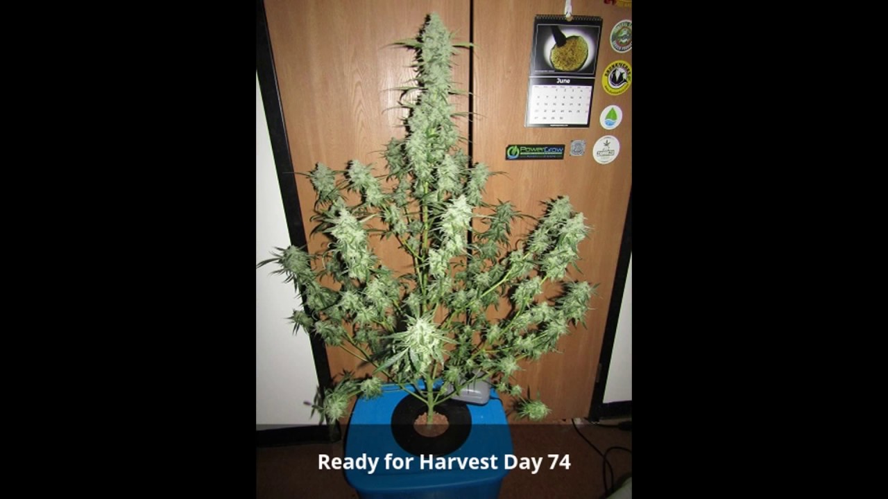 1 Plant 1 Pound ? Ripley's OG