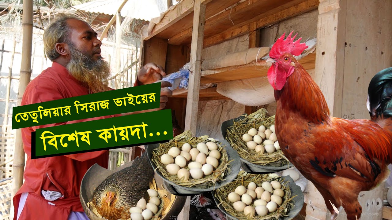 শীতের রাজ্যে মুরগি পালনে সিরাজ ভাইয়র বিশেষ কায়দা - দেশি মুরগি খামার | Desi murgi palan || কৃষি ঘর