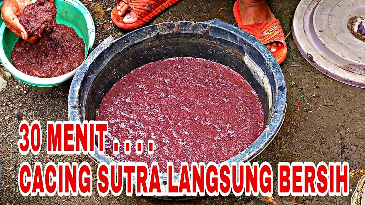 cara membersihkan cacing sutra dengan cepat - part 2