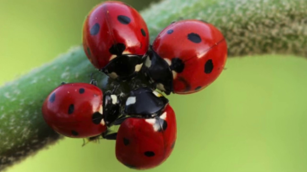 Sconfiggi gli afidi in modo NATURALE con le Coccinelle!