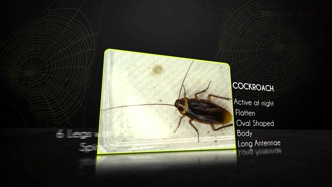 Cockroach - Insects And Reptiles- Pre School-Animation Videos For Kids