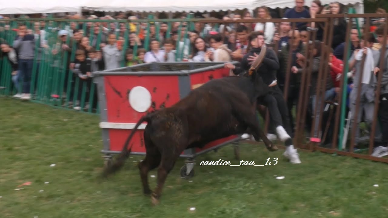 Concours d'attrapaïres + Concours d'encierro, POULX , 22/04/2023