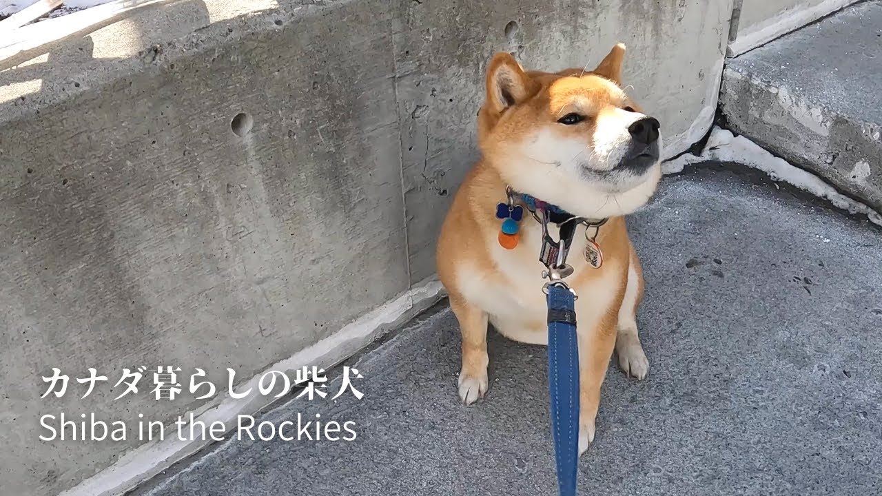 酒屋のおっちゃんに会いたくて動かない超絶に頑固な柴犬｜4K｜カナダ海外生活