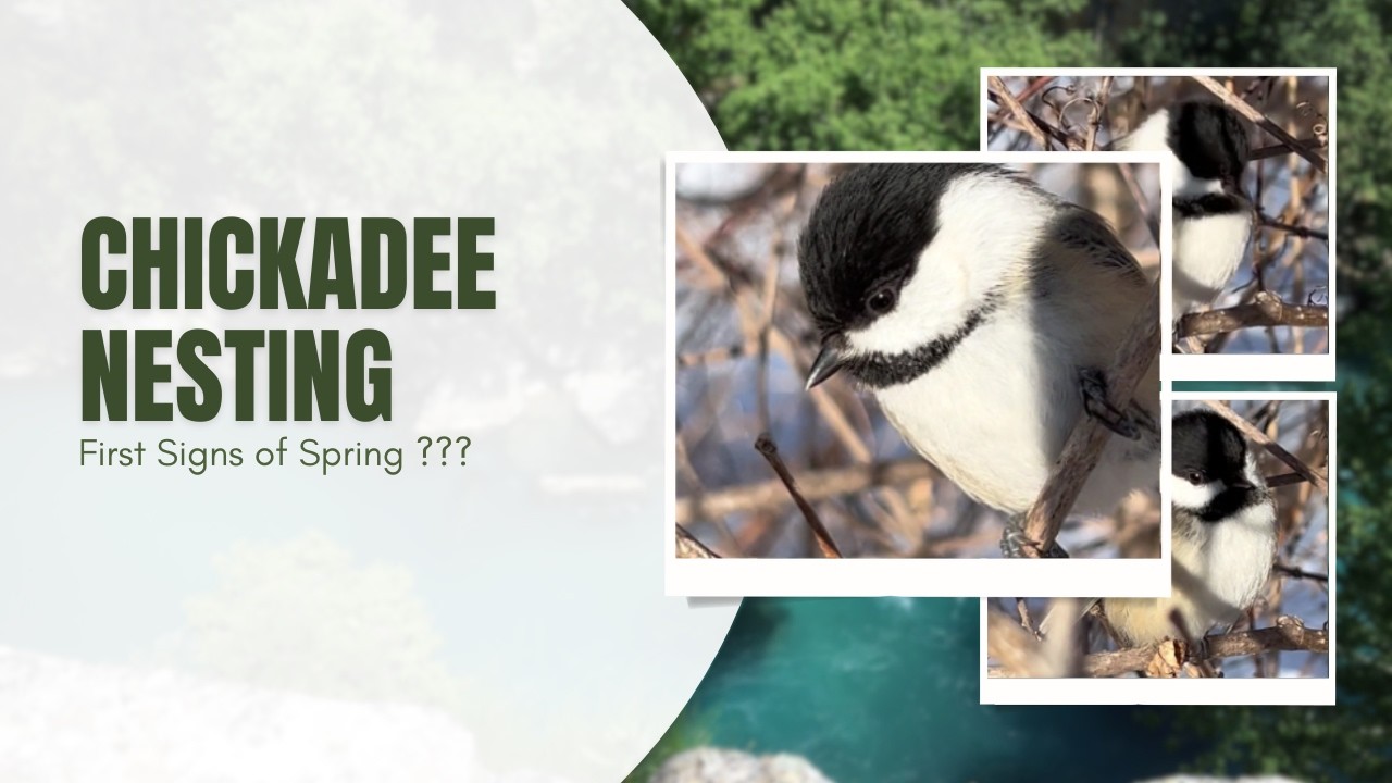 Black-capped Chickadee Calling and Nesting 🎶🐦 – First Signs of Spring