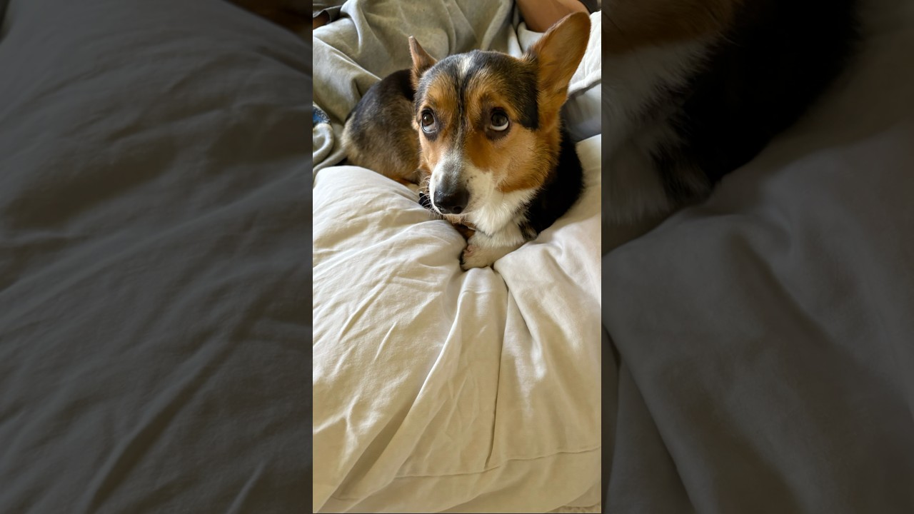 That 1% get me in trouble #puppy #pets #corgi #dog #viral