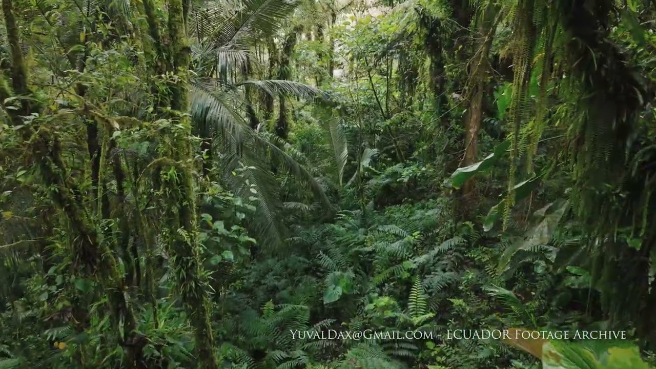 Eastern Andean slope / Sumaco ECUADOR Aerial