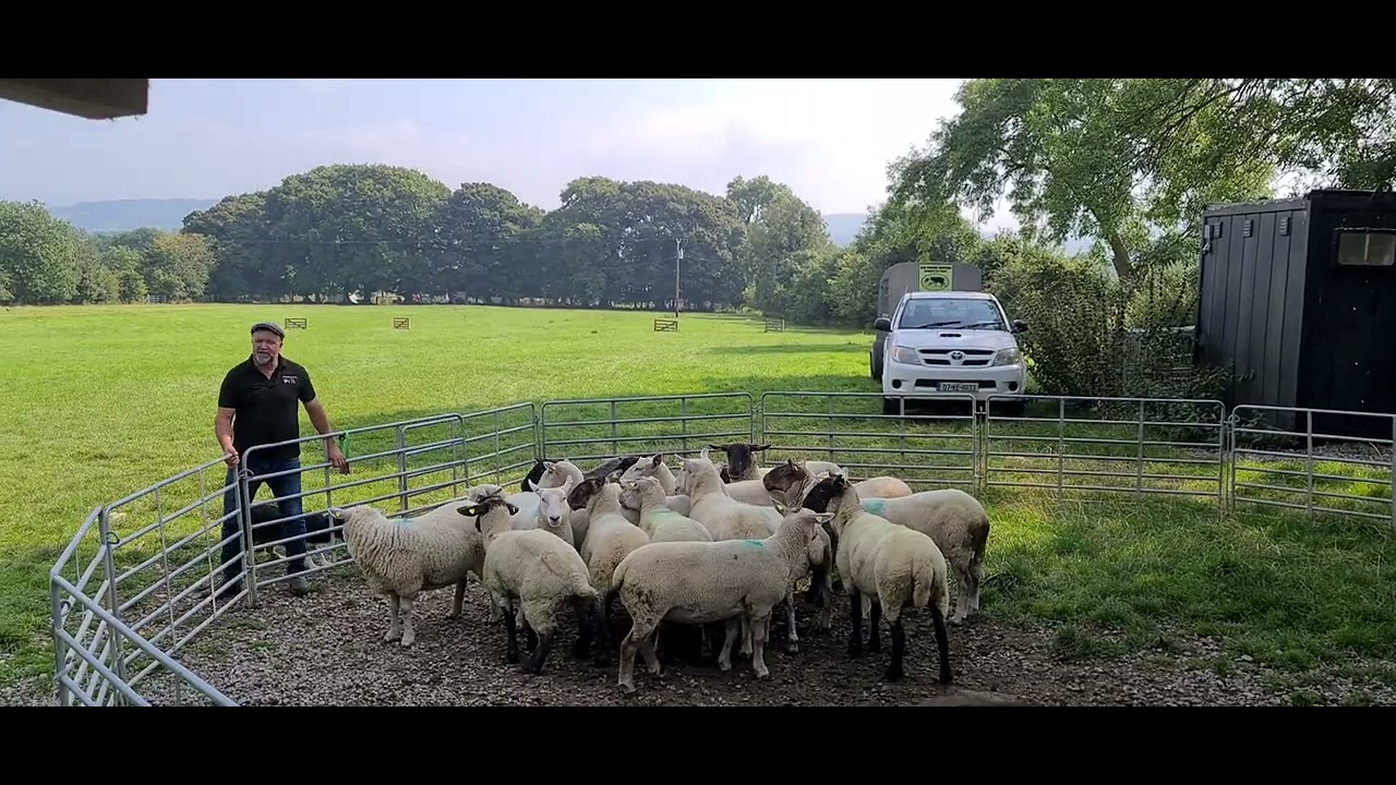 Sheepdog demonstration off Ballymore Eustace, County Kildare, Ireland 07/09/2024
