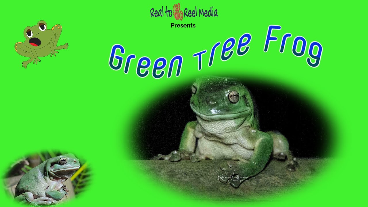 Green Tree Frog  (Litoria caerulea)