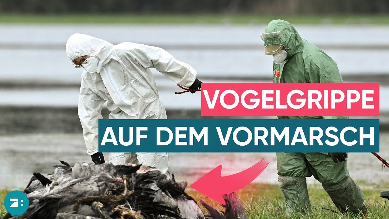 Vogelgrippe breitet sich rasant aus: Muss sich Deutschland sorgen?