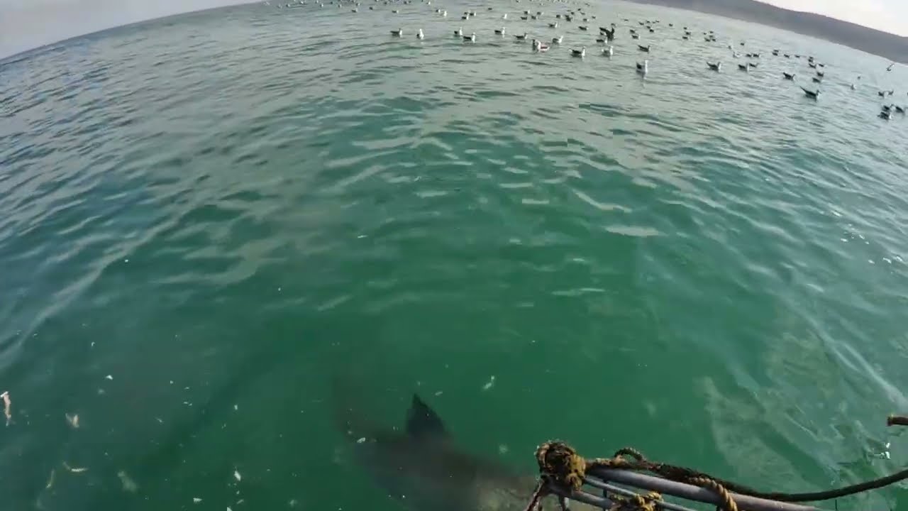 GREAT WHITE SHARK IN GANSBAAI!!!