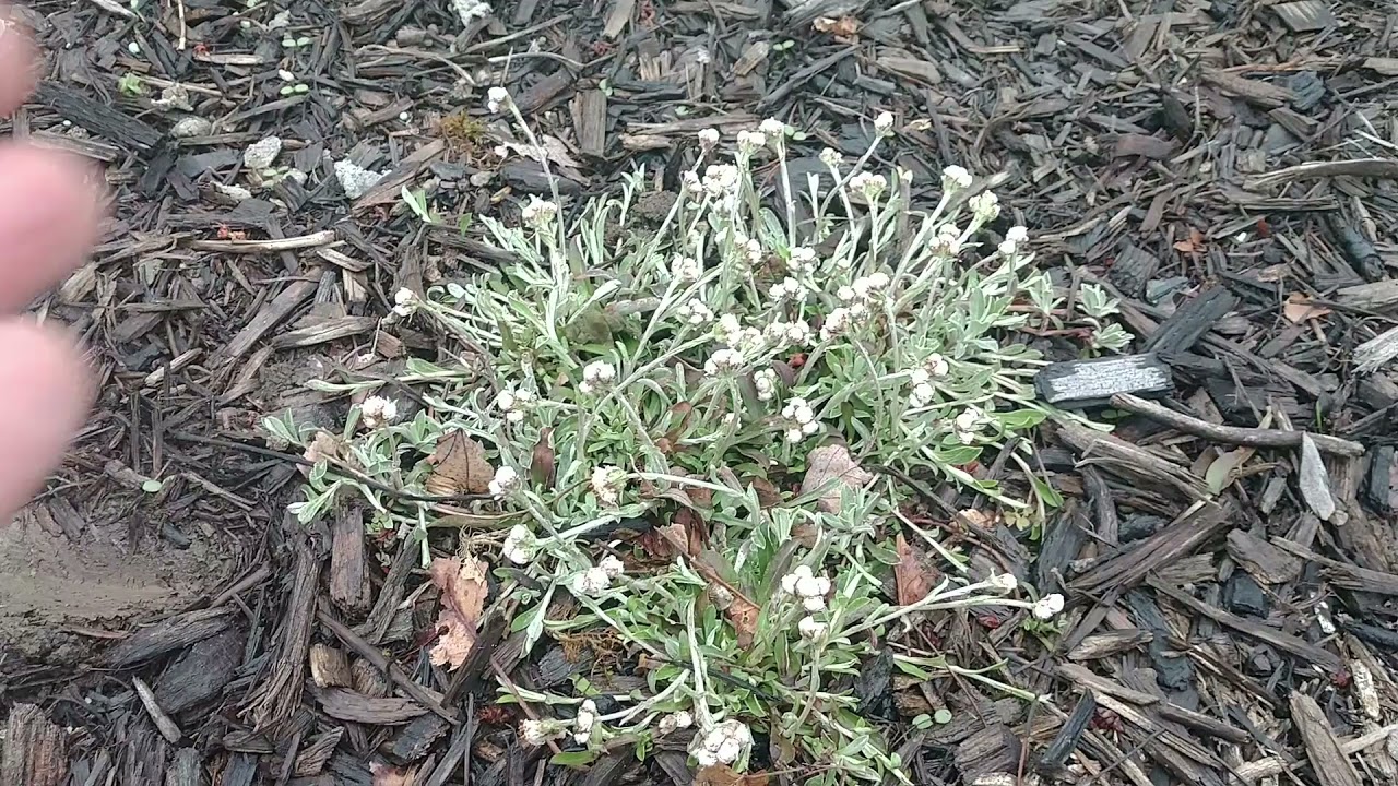Attract butterflies to your garden with this tough native ground cover