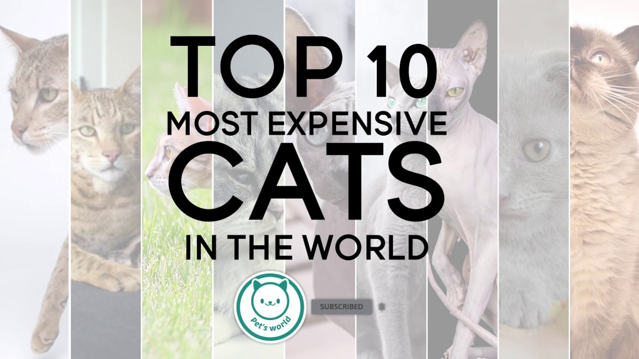 Top 10 most expensive cats in the world