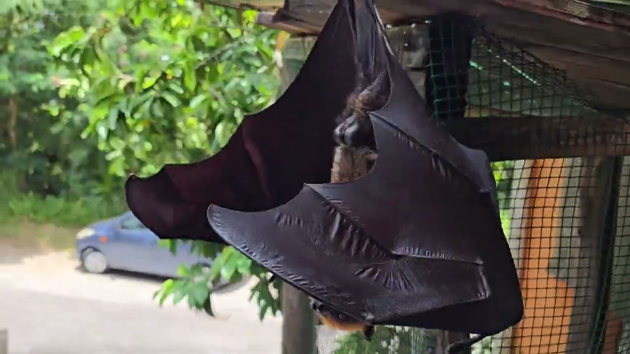 Flying fox. Bat man. Кажан.