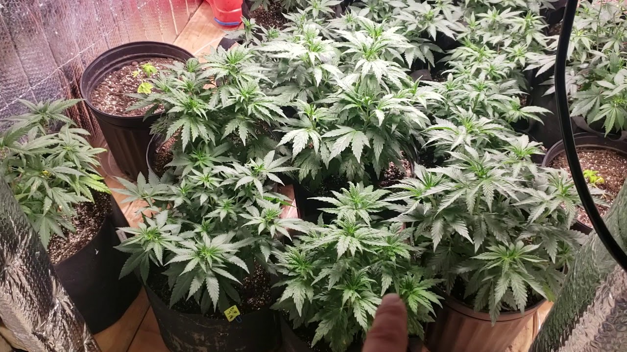 315 Cmh and oneo 1000 watt veg area with exhale 365 bag