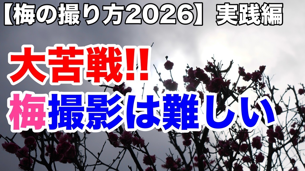 【梅の撮り方2026・実践編】大苦戦!! 梅の撮影は難しい カメラ初心者向け