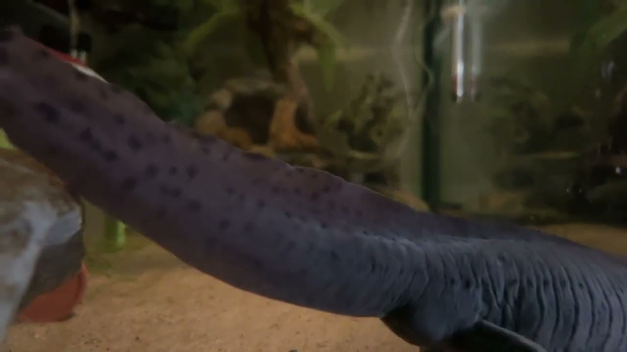 just a pair of rescued axolotl’s living in their lives (Part 18/32)