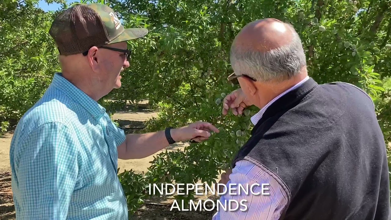 Shasta & Independence Varieties - Almond Crop Assessment