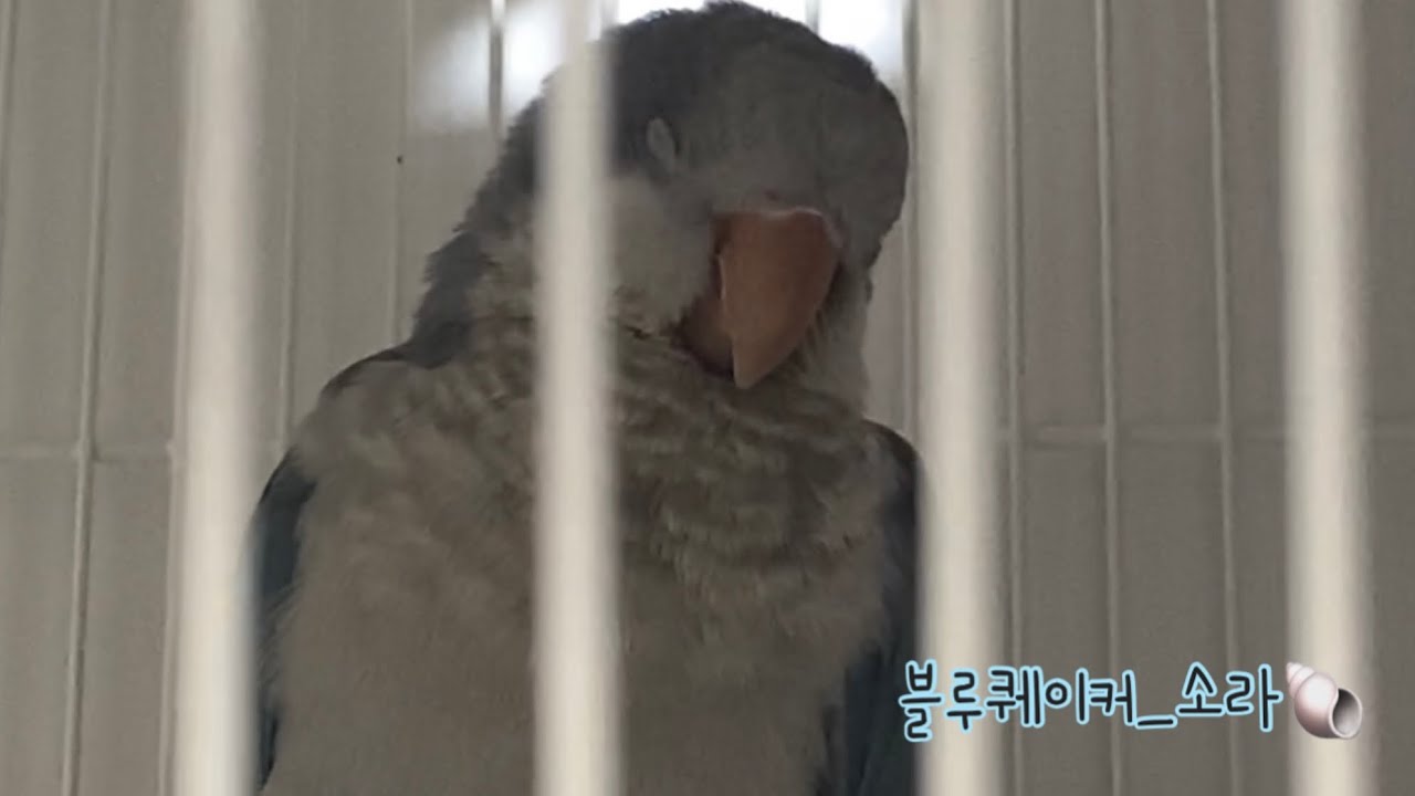 퀘이커 분양 첫날부터 4일차까지의 기록 #퀘이커앵무 #블루퀘이커 #3개월 #리프패럿 #앵무새먹이 #앵무새사료 #앵무새용품 #후기 #이벤트 #앵무새 #앵스타그램 #반려조 #애완조