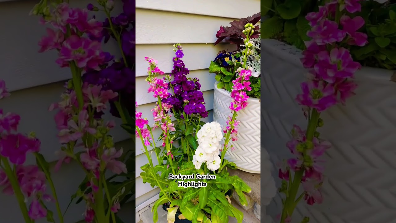 Front Porch Spring Decor Container Arrangement | Spring Blooms | Backyard Garden Highlights