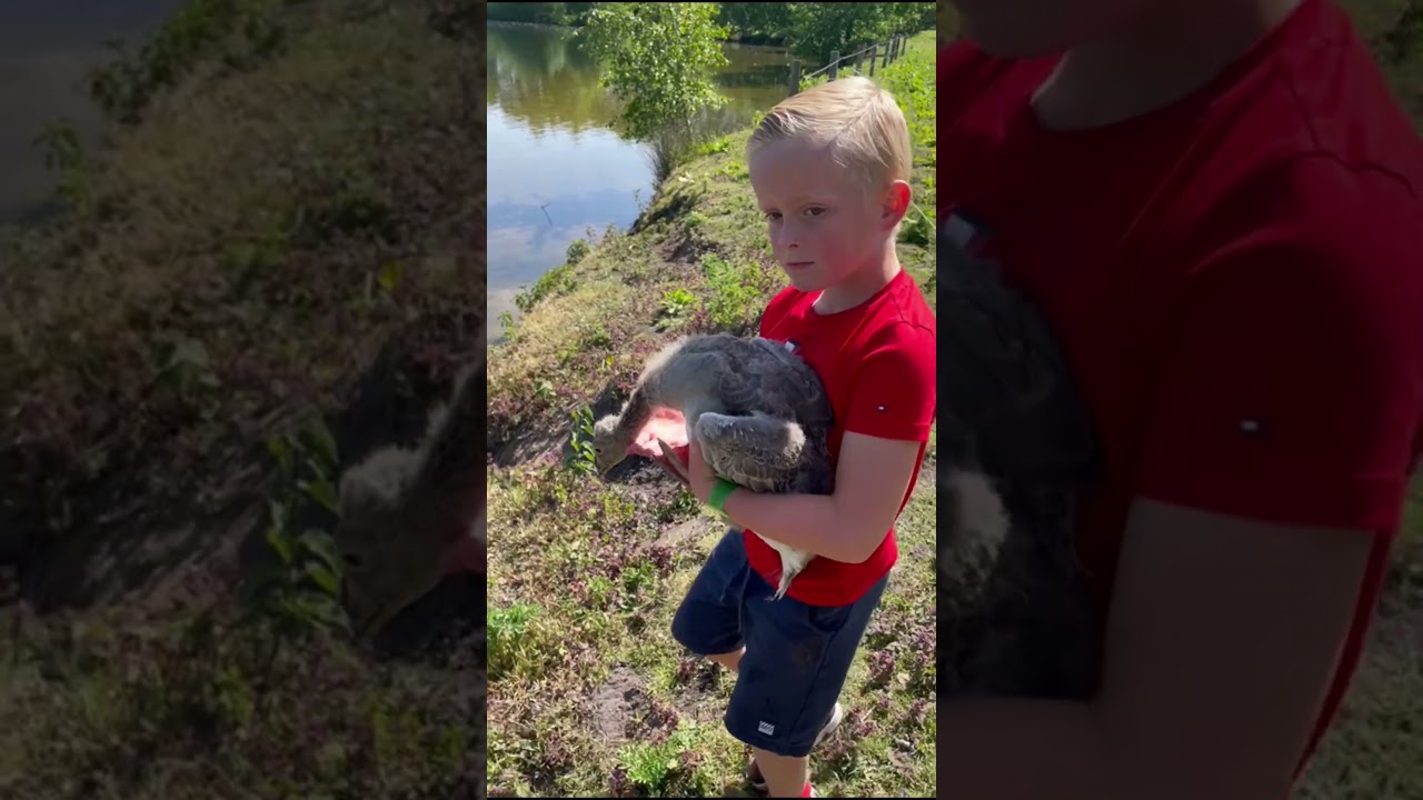 GANSJE LAG BEWUSTELOOS IN EEN VELD 😔DE NIEUWE FREEK VONK , RITCHIE VONK💥💯🦸‍♂️ DE BABY GANS REDDER!