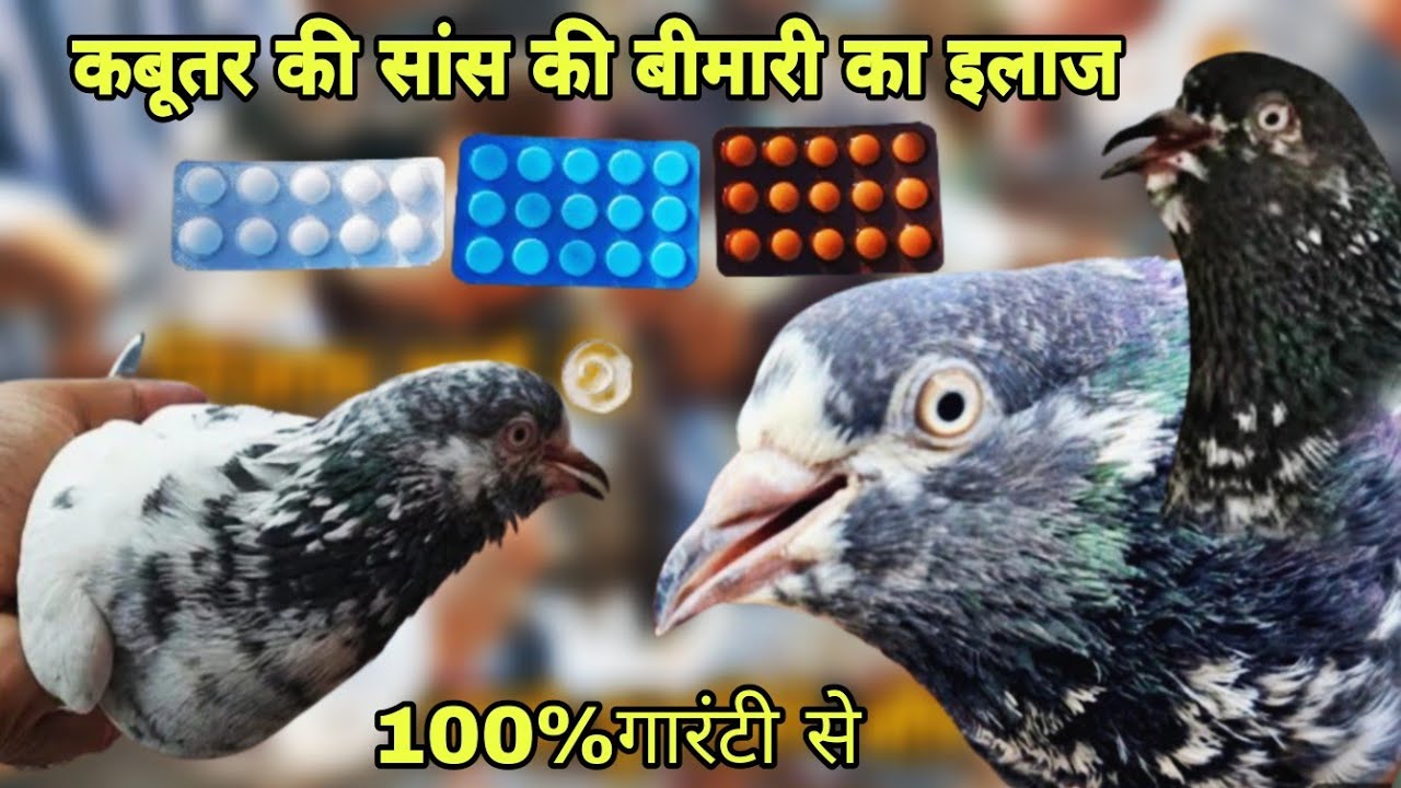 कबूतर की सांस की बीमारी का इलाज .saans ki bimari ka ijal 100% || #viral#trending#youtube#pigeon