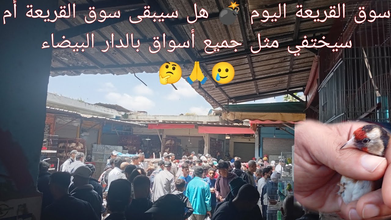 سوق القريعة اليوم  لجميع عشاق طيور الزينة بأثمنة مناسبة جداً 💣🦜👀🚨#سوق_القريعة