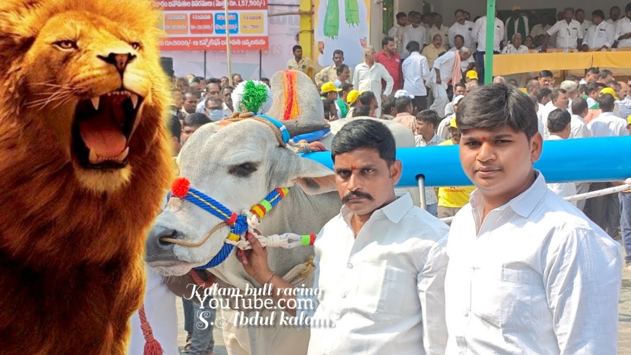 పెద్ద పశువుల గ్రామం సీనియర్స్ విబాగానికి 13 వ జత