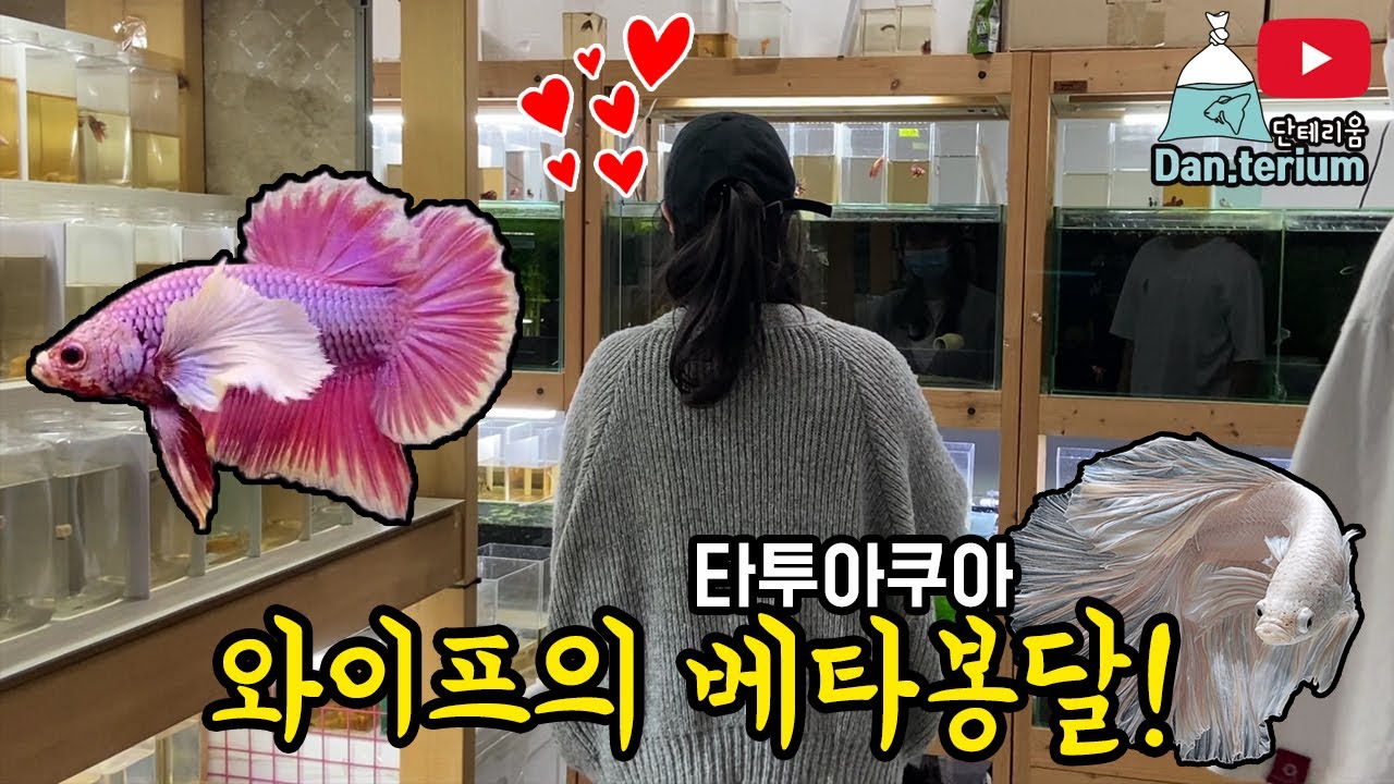 (와이프의 어항 세팅기)드디어 단테리우먼도 물생활인이 되었습니다! 베타전문점 타투아쿠아 탐방,봉달기