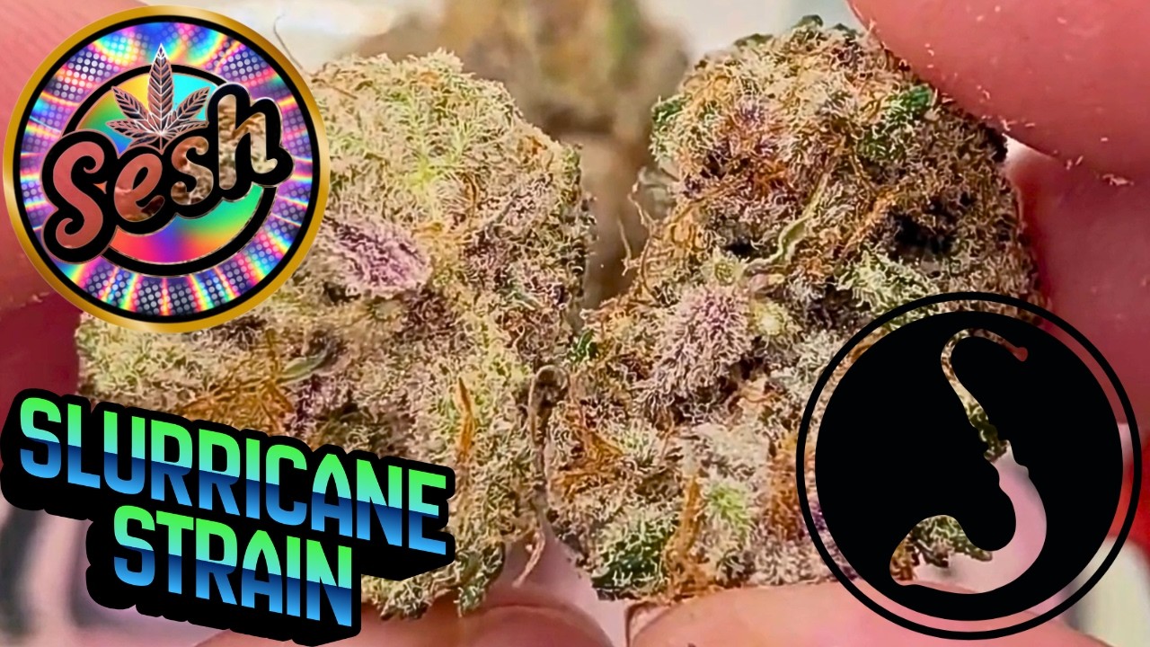 Slurricane Strain - Fresh, Sticky, Super Tasty