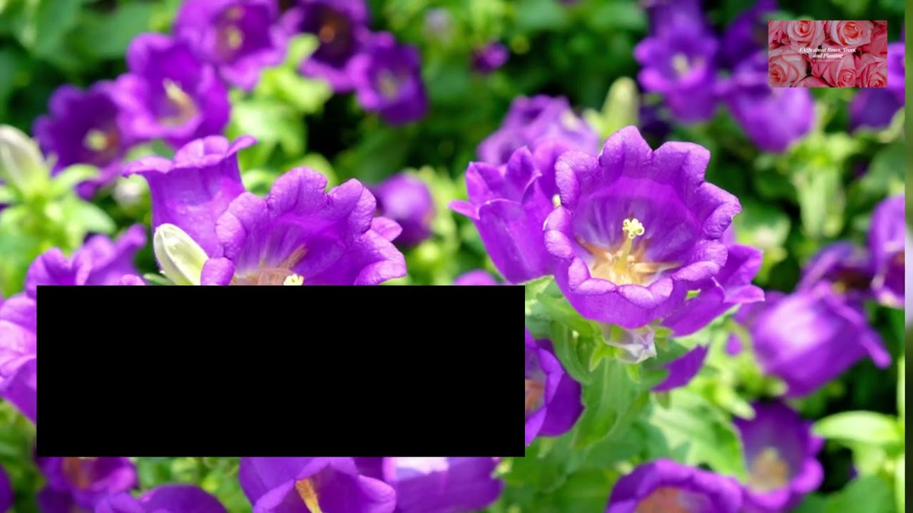 Canterbury Bells FAQs and Expert Tips