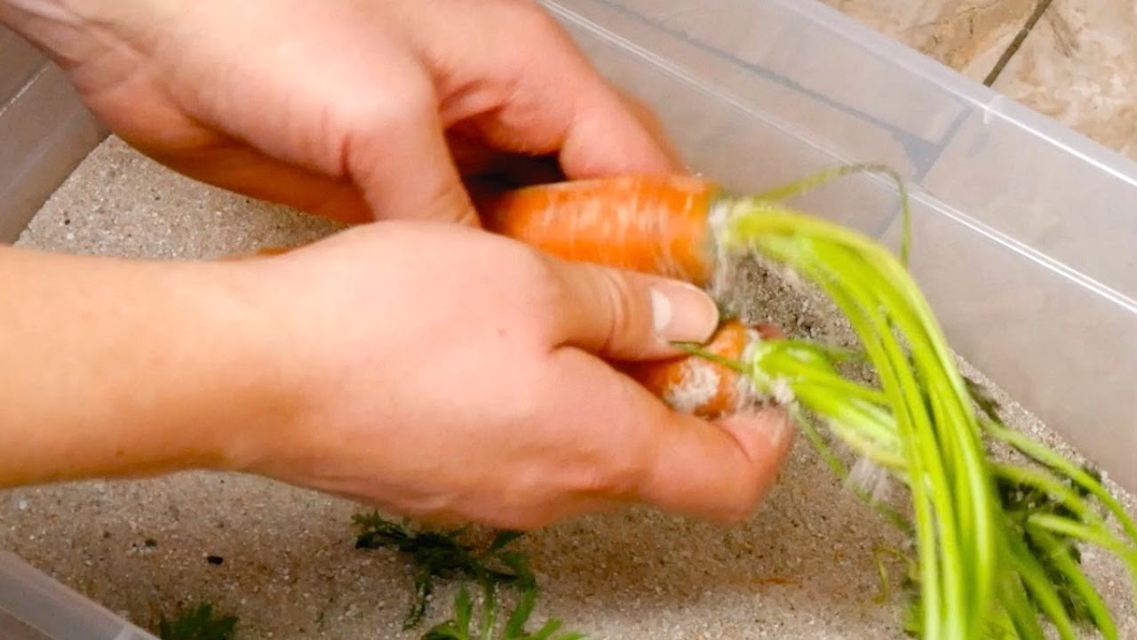 8 trucchi per evitare che il cibo vada a male
