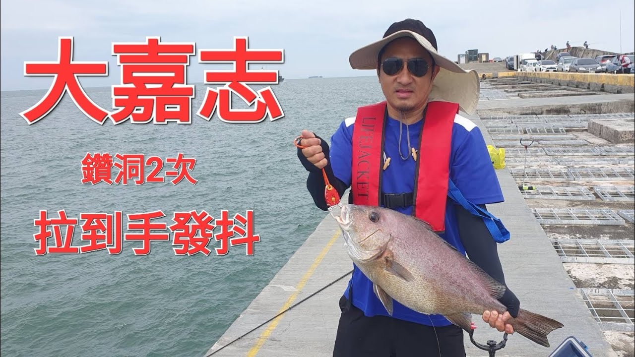 超大的嘉志 岸邊吃餌直接鑽洞 岸邊吃餌直接鑽洞 2024/05/01