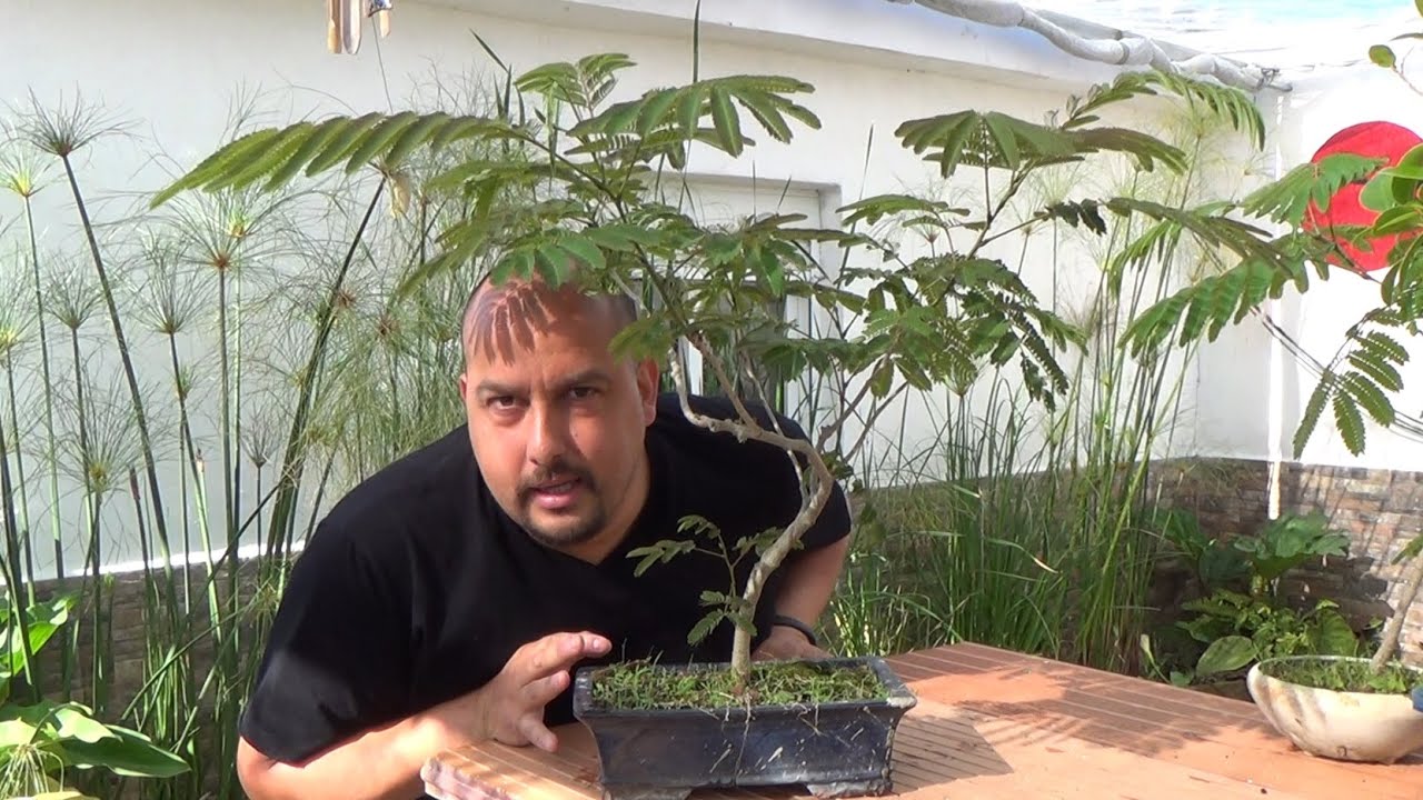 Cómo hacer bonsai de hoja compuesta