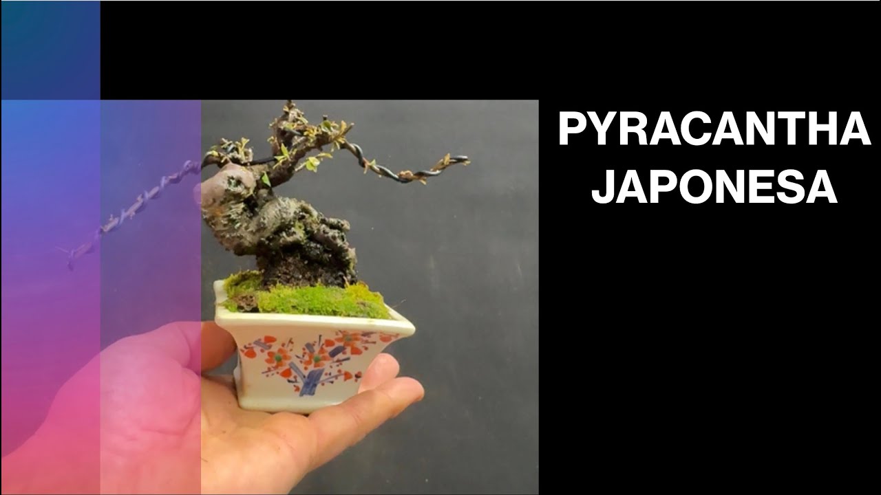 PYRACANTHA JAPONESA