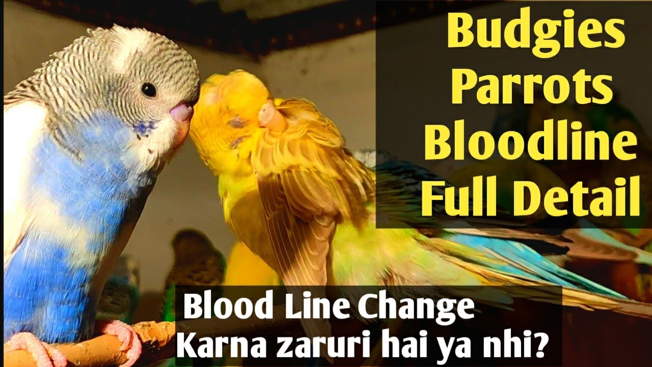 Budgies Parrots Bloodline Change karni zaruri to nhi