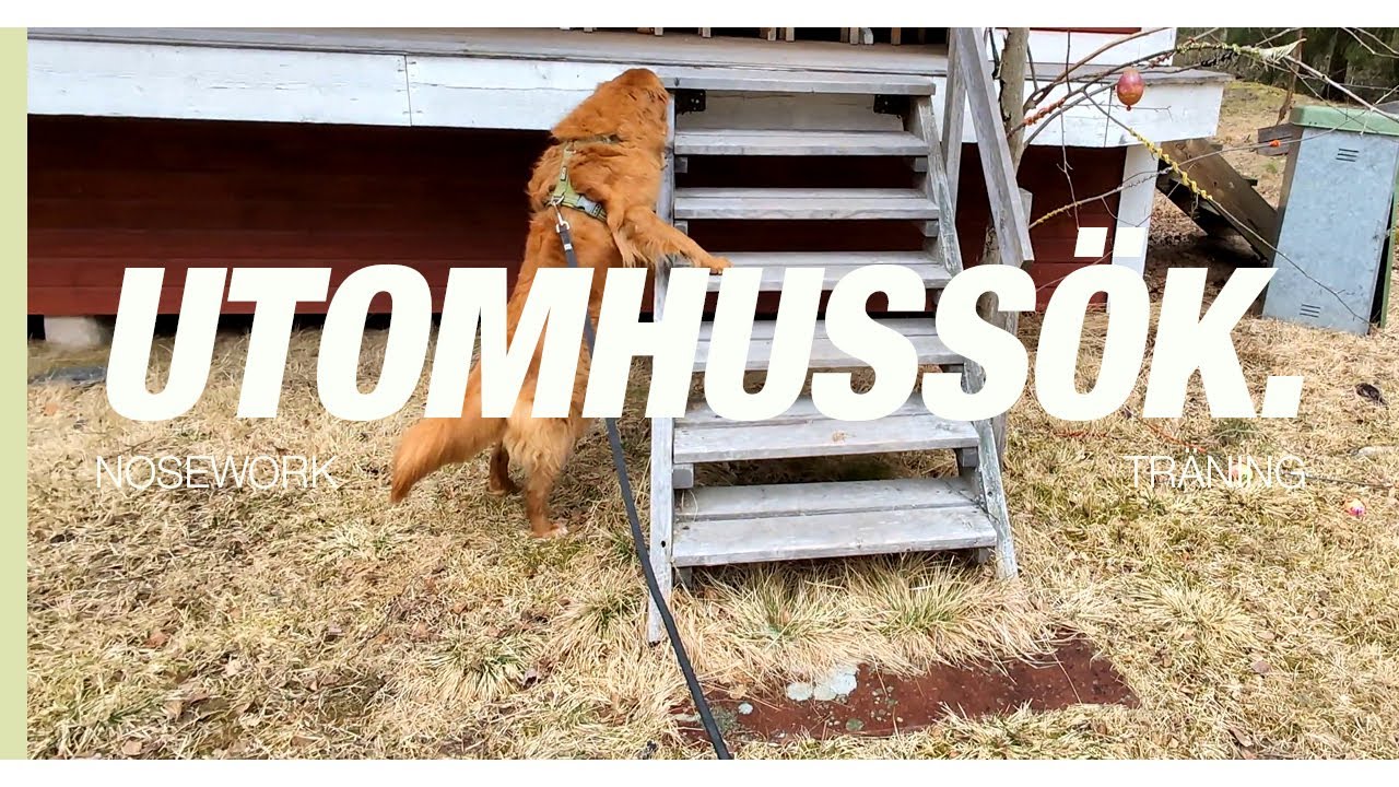 Nosework-gömmor som kräver lite klättrande - träning🪑🌳