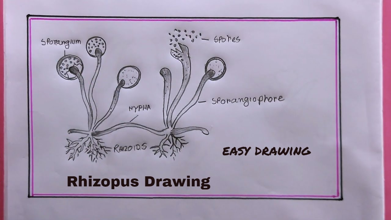How to Draw a Structure of Rhizopus/levelled diagram of Rhizopus