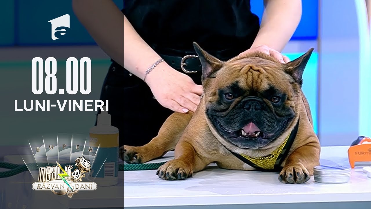 Sfaturile Specialiștilor | Cum îngrijim corect rasele Bulldog Francez și Pug