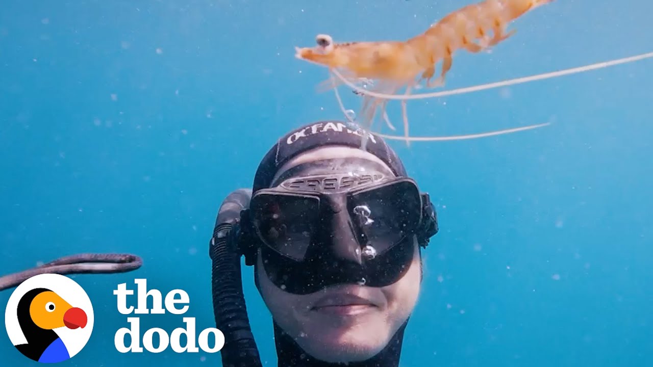 Wild Prawn Unexpectedly Befriends A Diver | The Dodo
