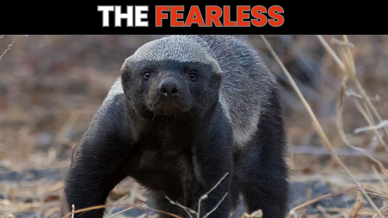 The Honey Badger I Nature’s Fearless Survivor