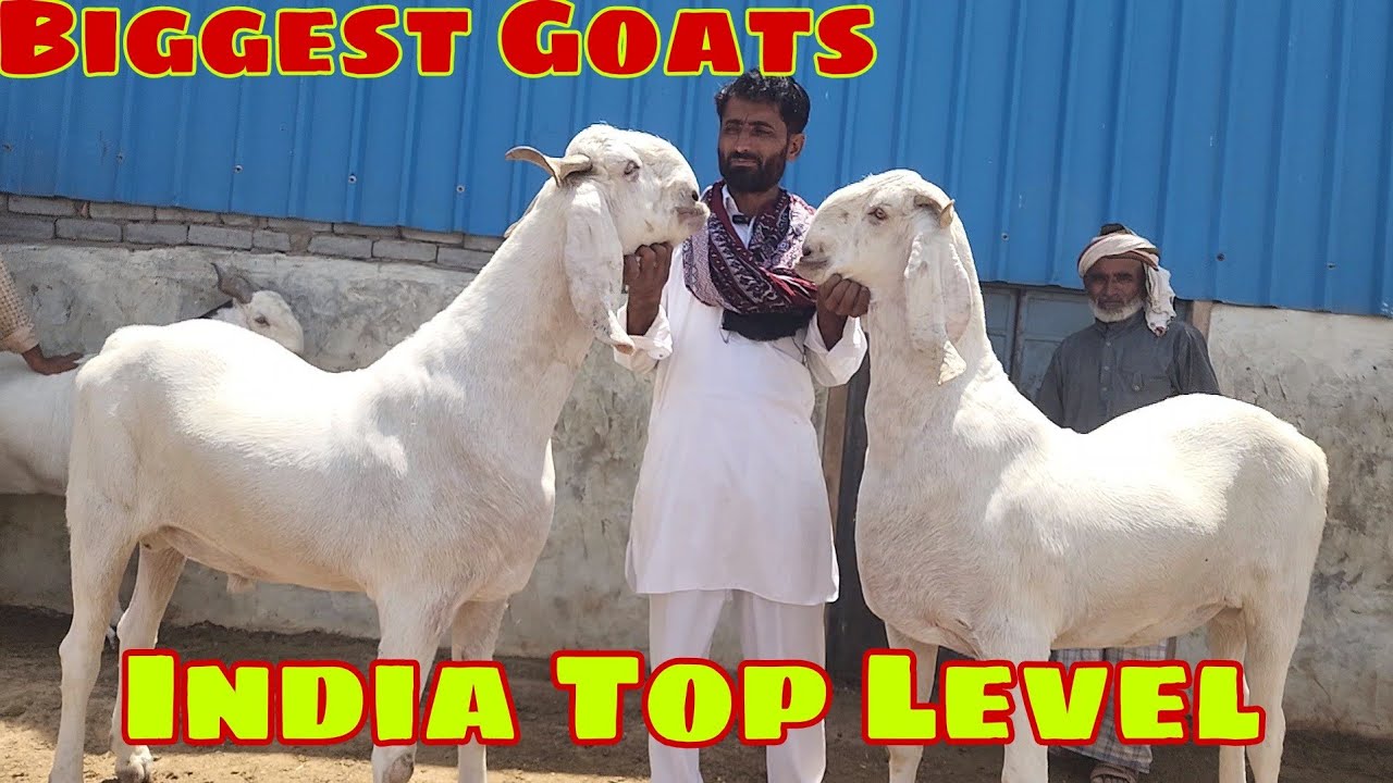 Heaviest White Goats Collection | Mehruddin Bhai Pipad Jodhpur | Full Farm Tour.
