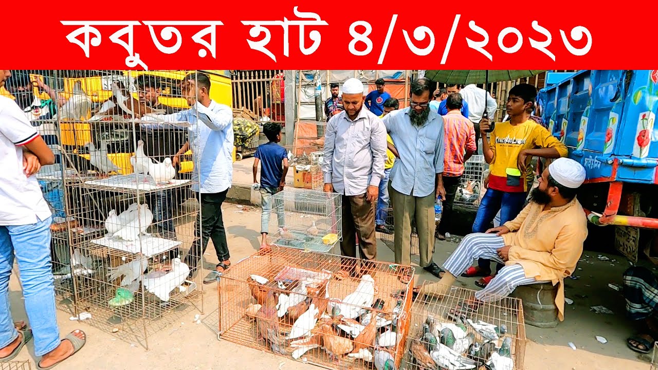কবুতর হাট ৪-৩-২০২৩ || kobutor hat 2023 || pigeon market in bangladesh || mugda kobutor hat