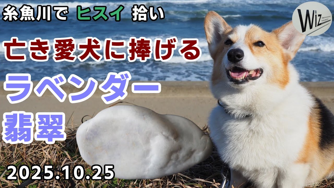 【翡翠拾い】亡き愛犬に捧げるラベンダー翡翠 ｜ 糸魚川でヒスイ拾い　#ヒスイ　#翡翠