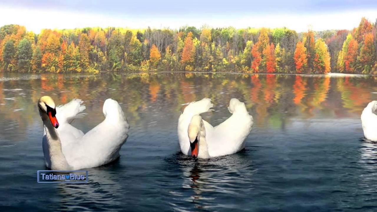 Giovanni Marradi - Autumn Leaves
