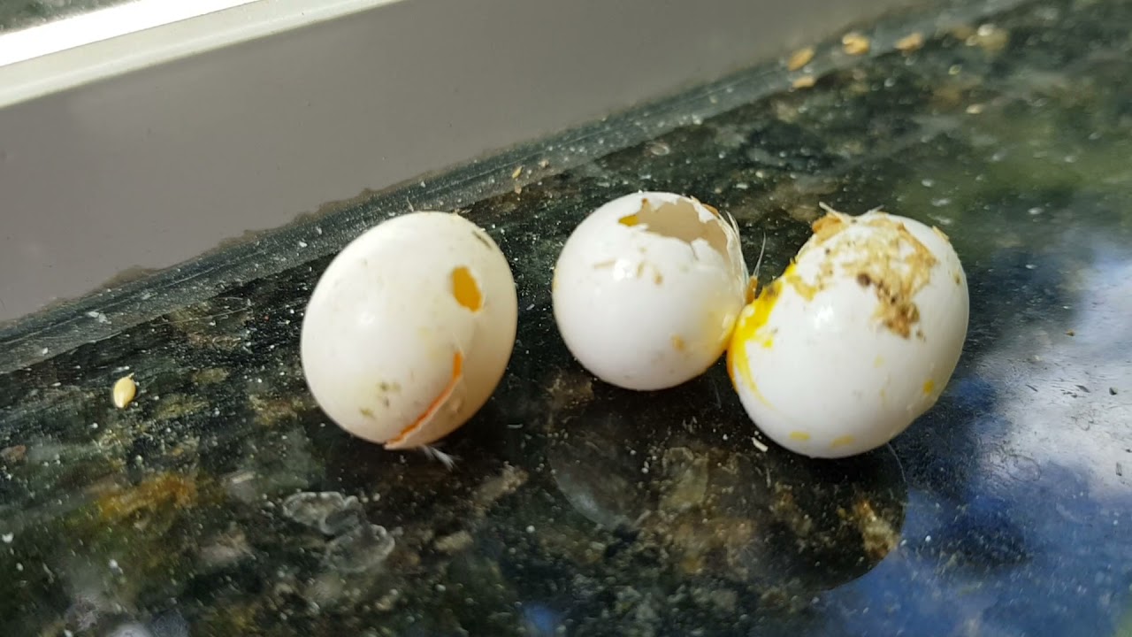 Periquito quebrando os ovos - Periquito Australiano